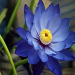 Lotus Blue-Nymphea cerulea �Ž� ������S